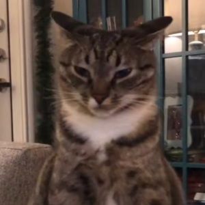 Meet your Posher, Talia